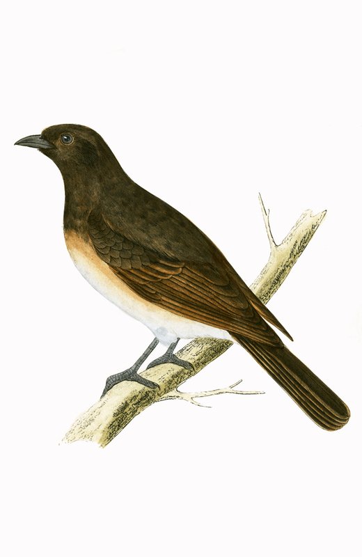 Dusky Ixos, illustration fra 