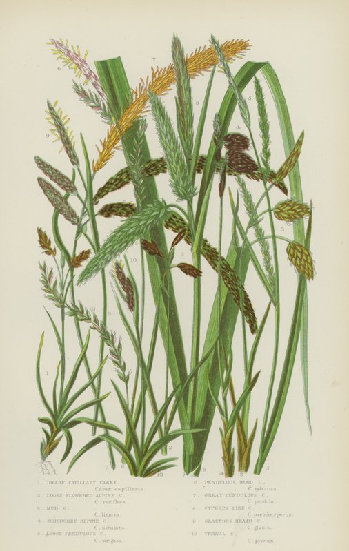 Dværgkapillær Carex, Løsblomstret alpe-Carex, Mudder-Carex, Skorpet alpe-Carex (farvelitografi) af English School