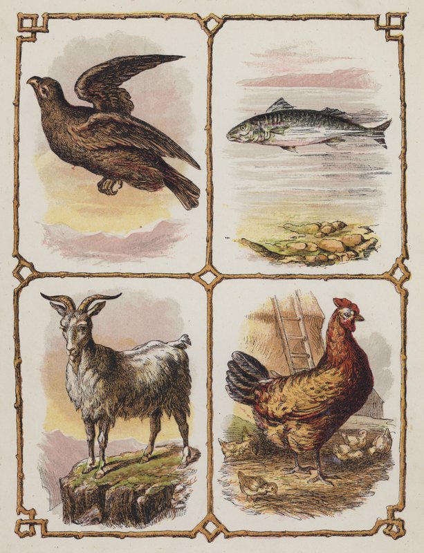Ørn, fisk, ged, høne (farvelitografi) af English School
