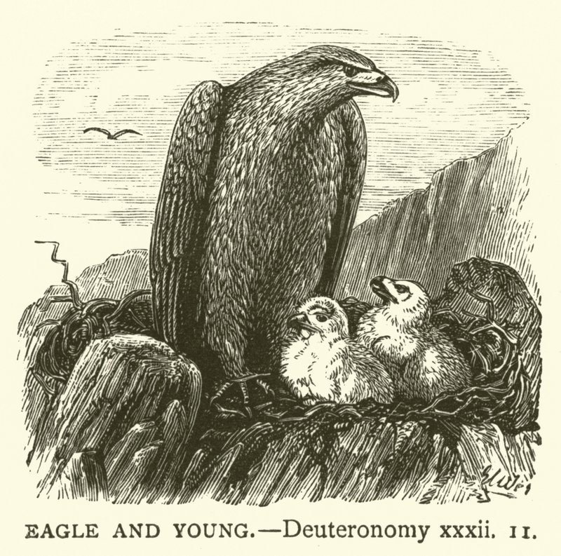 Ørn og Ung, Femte Mosebog, xxxii af English School