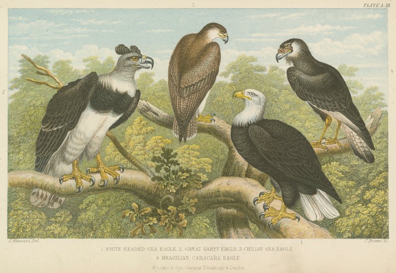 Eagles (farvet gravering) af English School