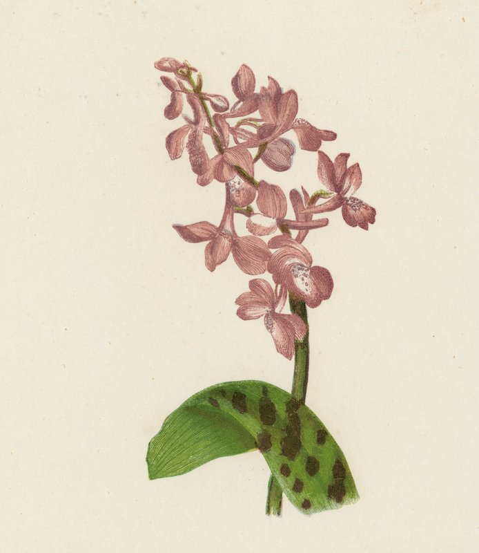Tidlig lilla orkidé, Orchis Mascula (farvelitografi) af English School