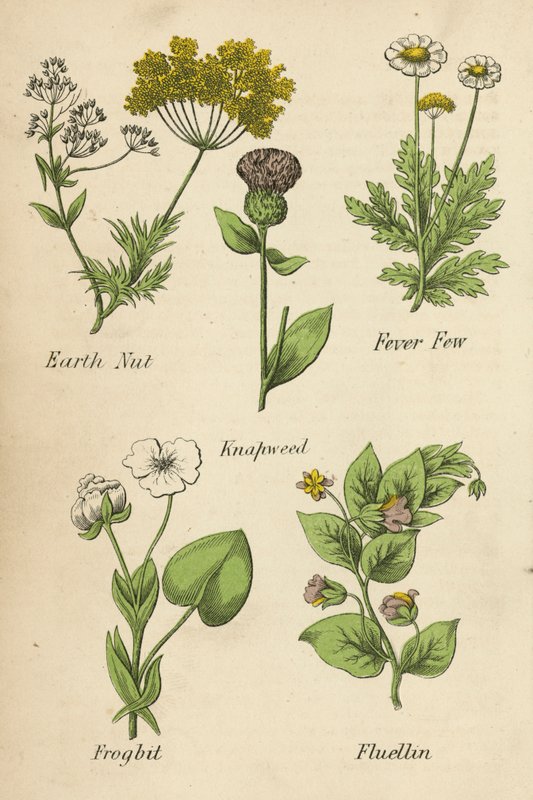 Jordnød, feberfjer, knopurt, frøbid, fluellin (farvelitografi) af English School
