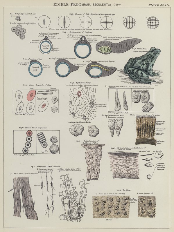 Spiselig frø, Rana Esculenta (farve litho) af English School