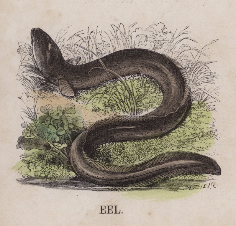 Ål (farvet gravering) af English School