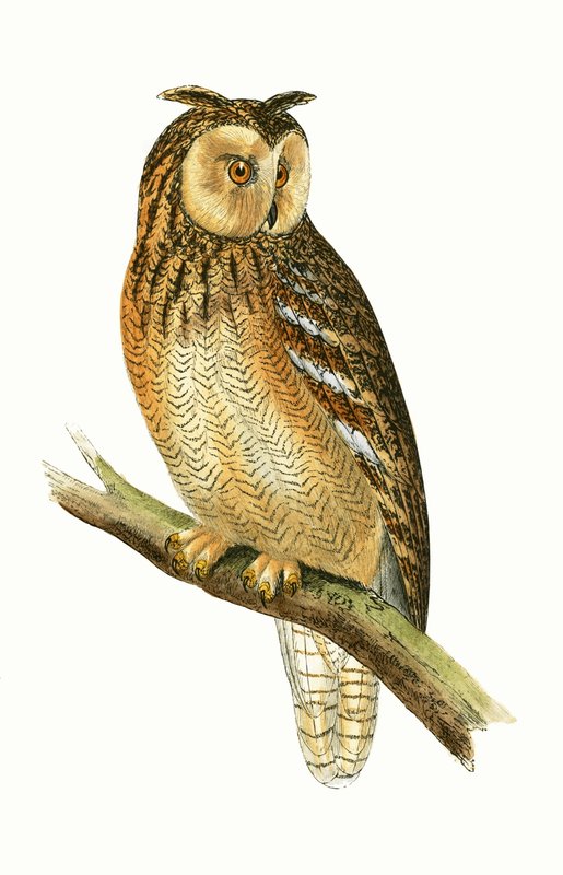 Egyptian Eared Owl, illustration fra 