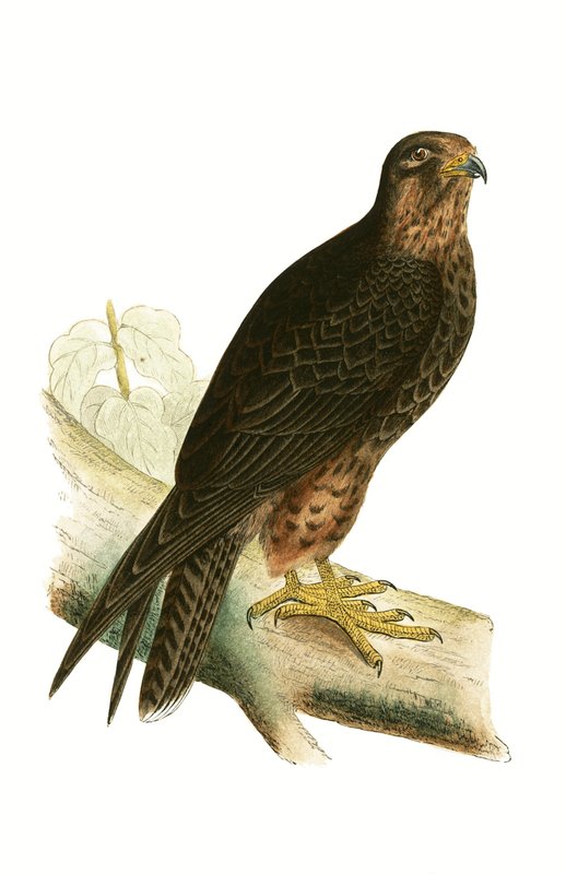 Eleonora Falcon, illustration fra 