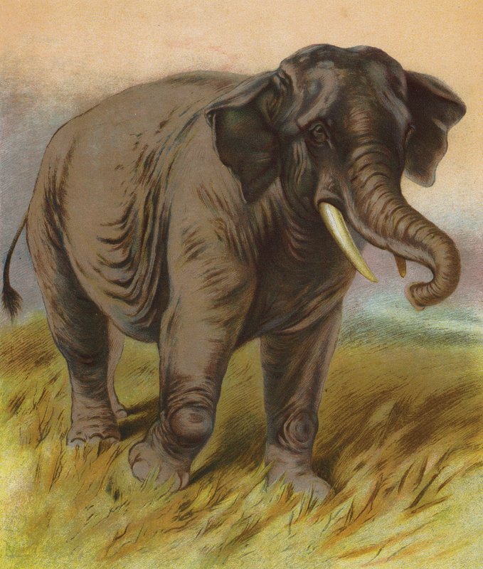 Elefant (farvelitografi) af English School