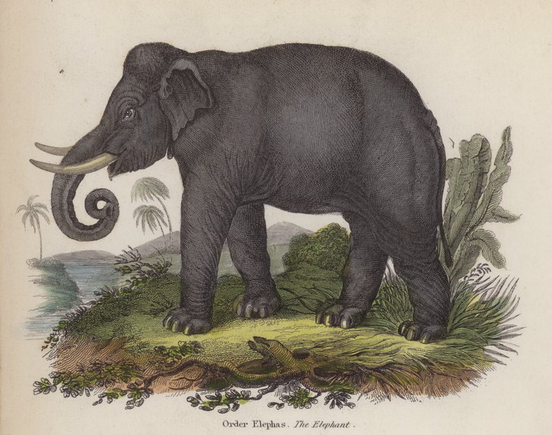 Elefant (farvet gravering) af English School