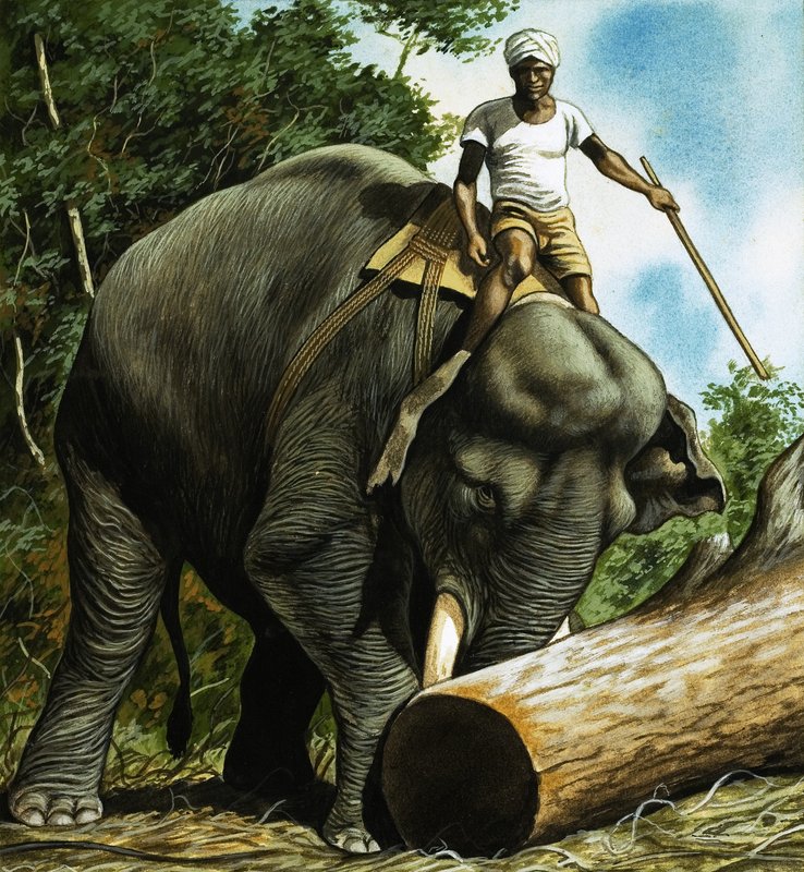 Elefant rullende log af English School