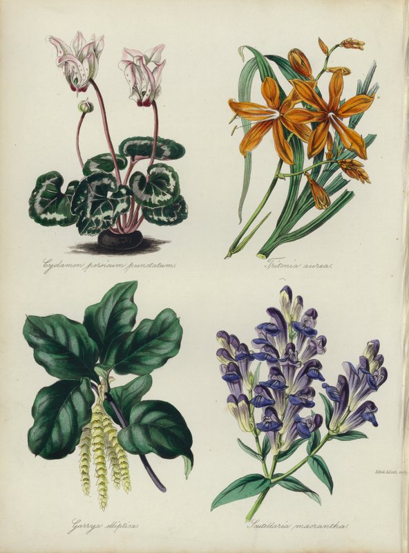 Engelsk blomsterhave: Cyclamen persicum punctatum, Tritonia aurea, Garrya elliptica, Scutellaria macrantha (farve litho) af English School