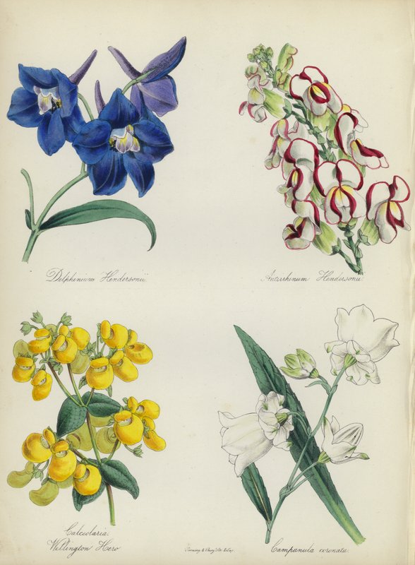 Engelsk blomsterhave: Delphinium Hendersonu, Antirrhinum Hendersonu, Calceolaria Wellinton Hoero, Campanula coronata (farvelitografi) af English School