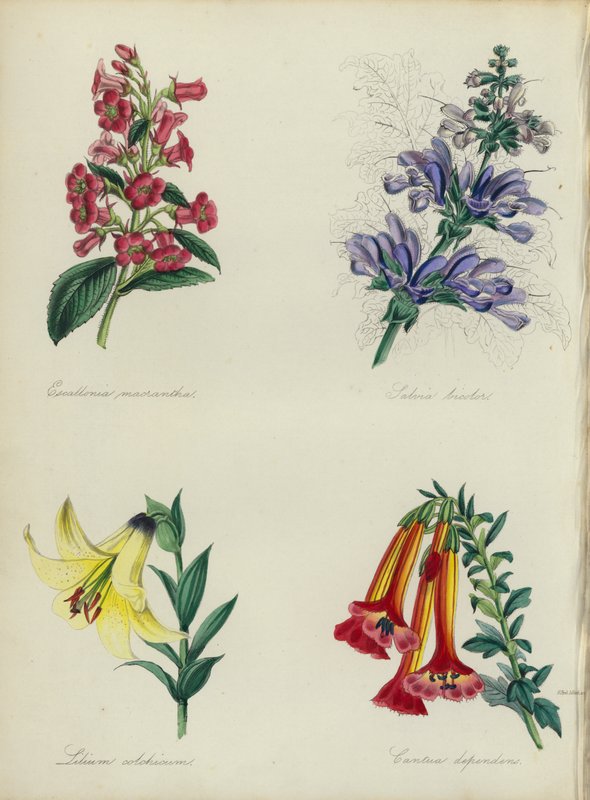 Engelsk blomsterhave: Escallonia macrantha, Salvia bicolar, Lilium colchicum, Cantua dependens (farvelitografi) af English School