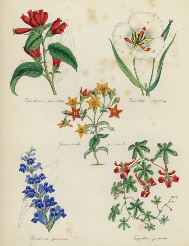 English Flower Garden: Habrothamnus fasciculatus, Calochortus venustus, Grammanthes gentianoides, Pentstemon speciosum, Tropaeolum speciosumdani af English School