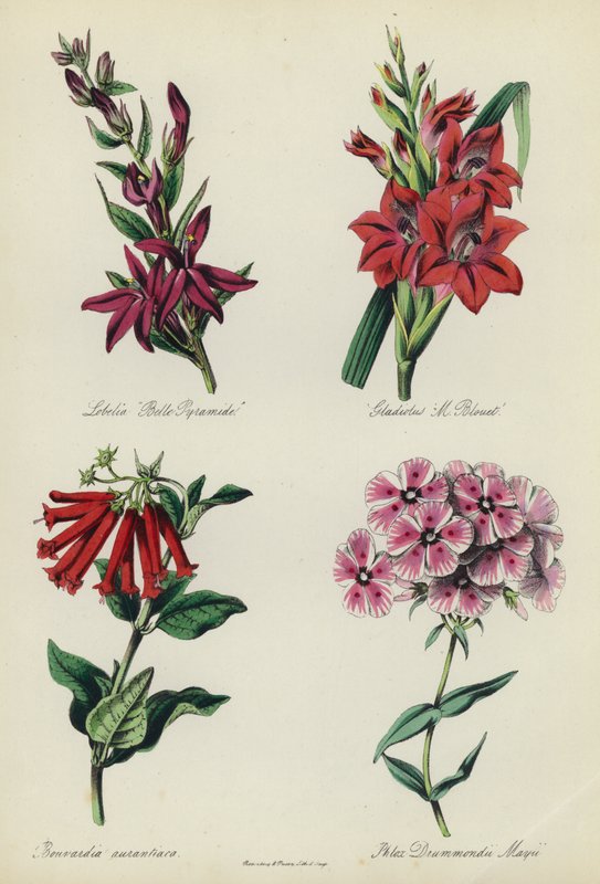 English Flower Garden: Lobelia "Belle Pyramide", Gladiolus "M Blouet", Bouvardia aurantiaca, Phlox Drummondii Mayiidani af English School