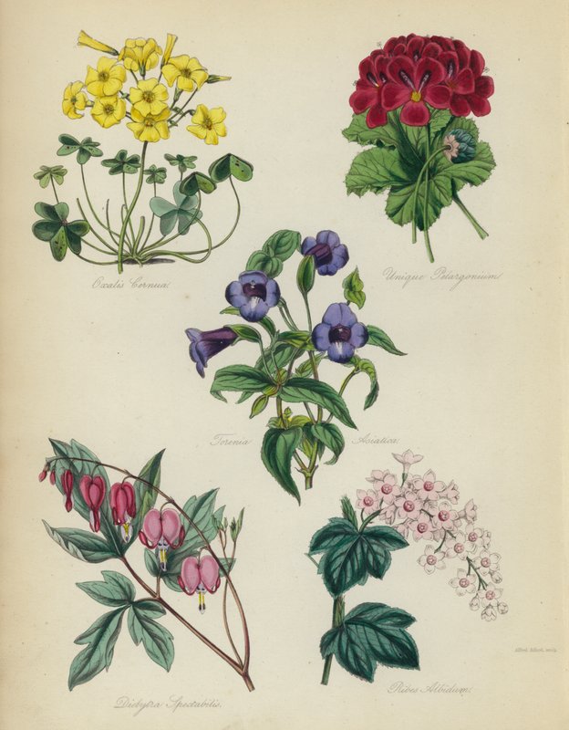 English Flower Garden: Oxalis Cernua, Unique Pelargonium, Torenia Asiatica, Dielytra Spectabilis, Ribes Albidumdani af English School