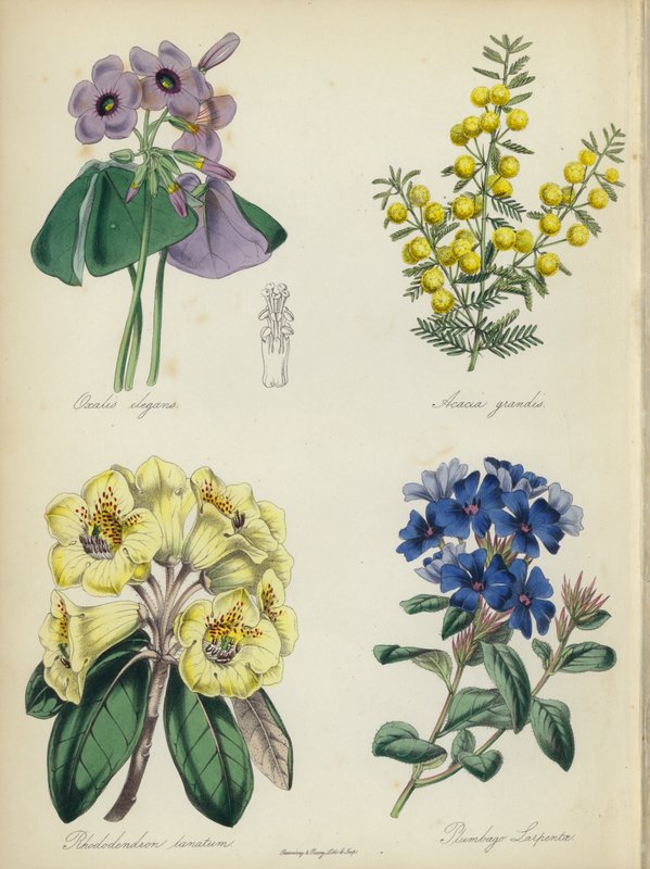 Den engelske blomsterhave: Oxalis elegans, Acacia grandis, Rhododendron lanatum, Plumbago Larpentae (farvelitografi) af English School