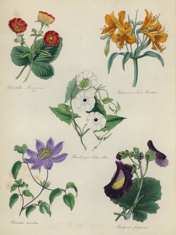 English Flower Garden: Potentilla Menziesii, Alstraemeria Van Houtteii, Thunbergia alata alba, Clematis caerulea, Martynia fragransdani af English School