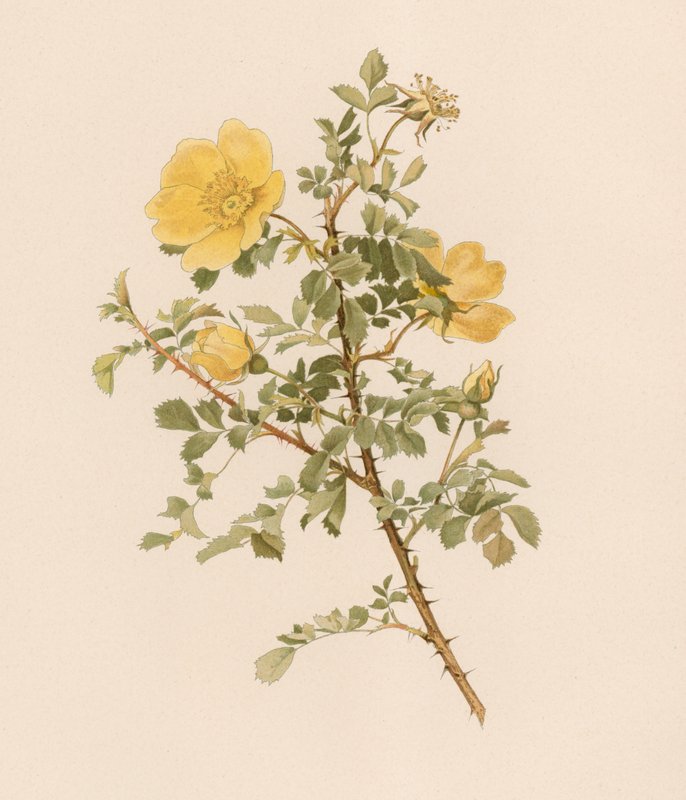 Engelsk Rose af English School