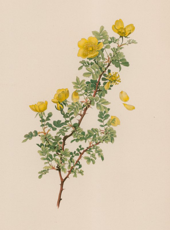 Engelsk rose af English School
