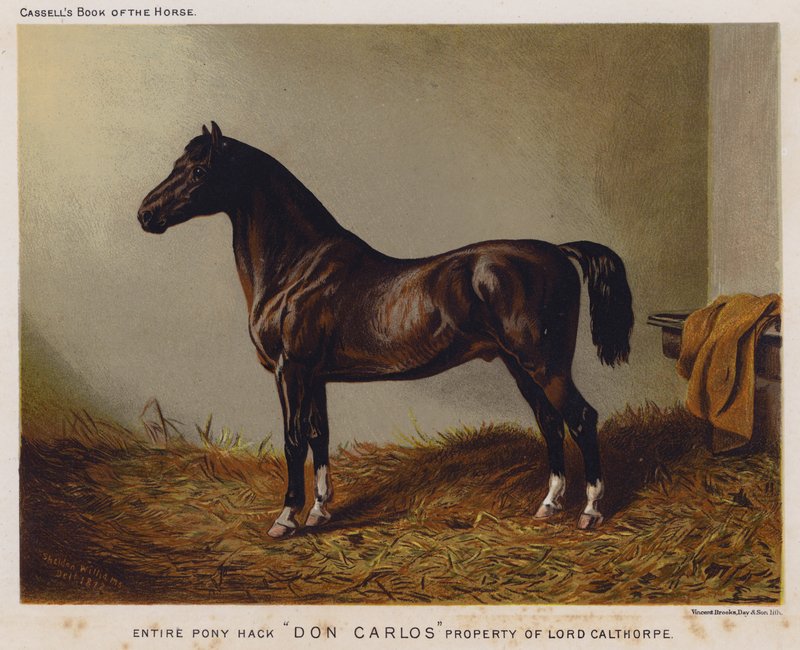 Hele Pony Hack "Don Carlos," Ejendom af Lord Calthorpe (farve litho) af English School