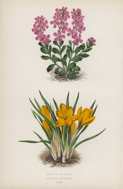 Erinus alpinus; Crocus Aucheri (farvelitografi) af English School