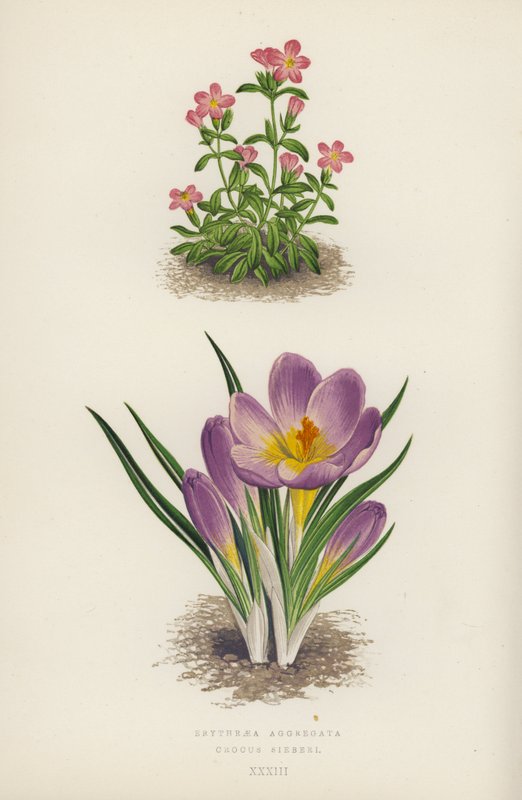 Erythraea Aggregata; Crocus Sieberi (farvelitografi) af English School