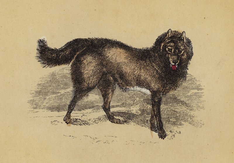 Esquimaux-hund (farvelitografi) af English School