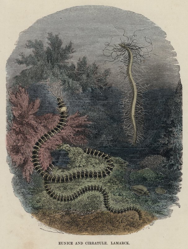 Eunice og Cirratule, Lamarck (farvet gravering) af English School