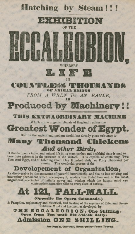 Udstilling af Eccaleobion af English School
