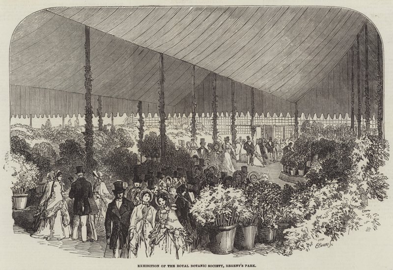 Udstilling af Royal Botanic Society, Regent