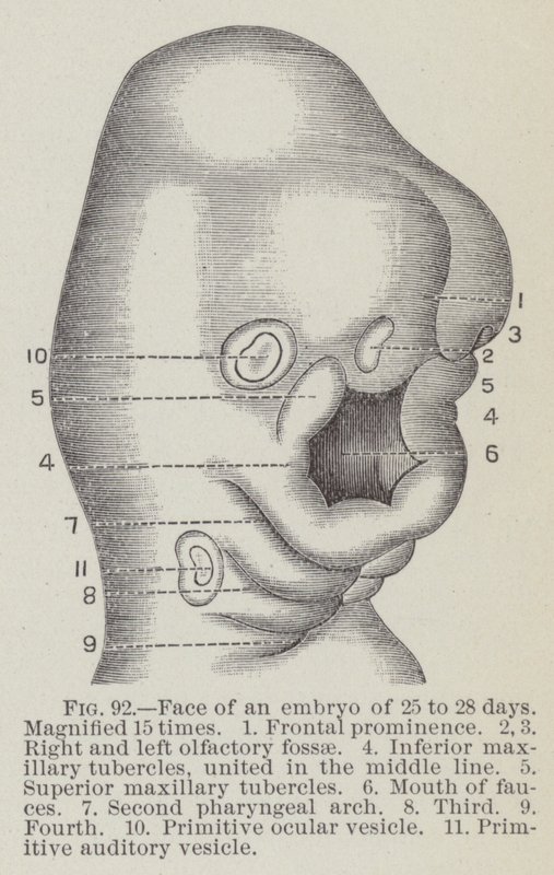 Ansigt af et embryo på 25 til 28 dage, forstørret 15 gange (gravering) af English School