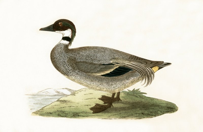 Falcated Teal, illustration fra 