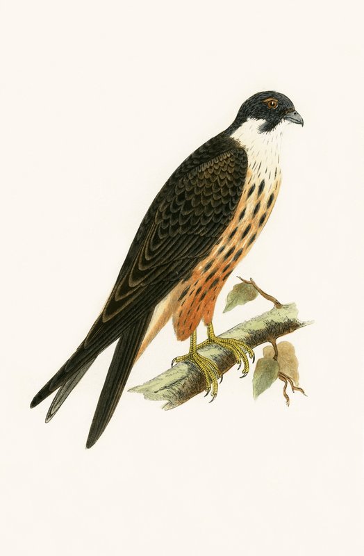 Falco Eleonorae, illustration fra "A History of the Birds of Europe Not Observed in the British Isles" af Charles Robert Bree (1811-86), udgivet i 1867. af English School
