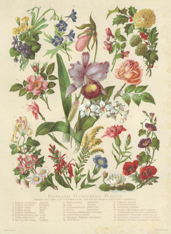 Velkendte blomstrende planter (farve litho) af English School