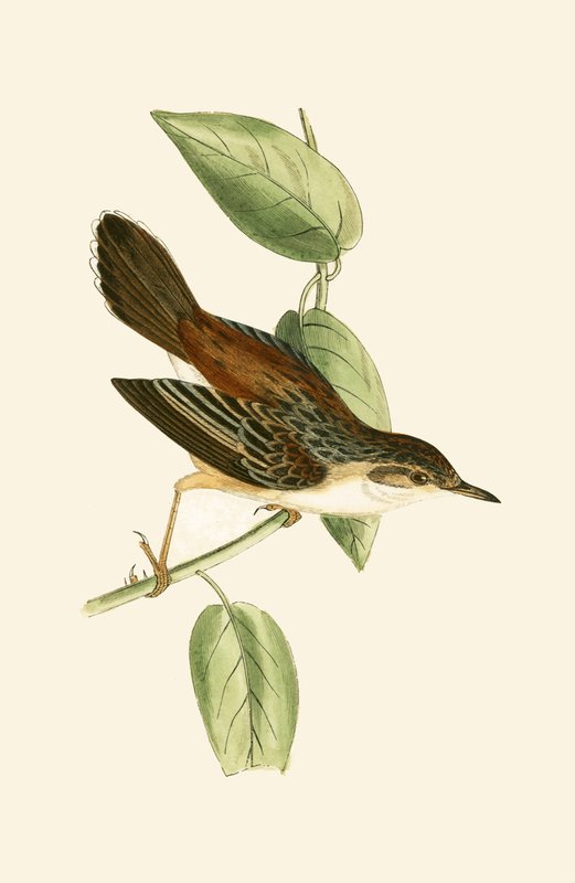 Fantail Warbler, illustration fra 