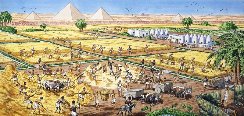 Landbrug i Egypten af English School