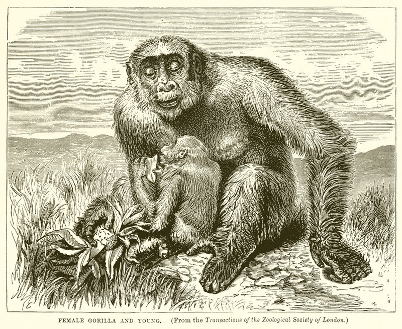 Kvindelige Gorilla og Young af English School