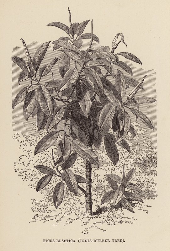 Ficus Elastica, indisk gummitræ (kobberstik) af English School
