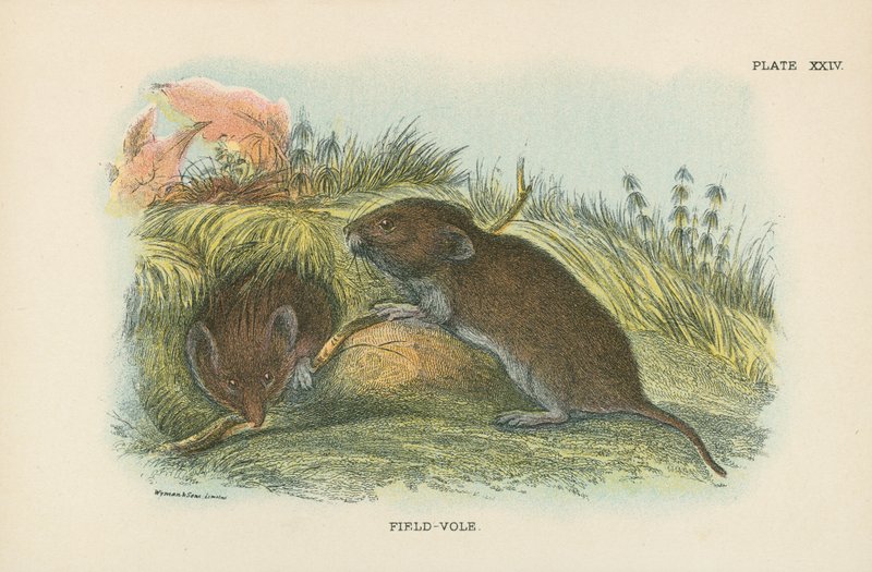 Felt-Vole af English School