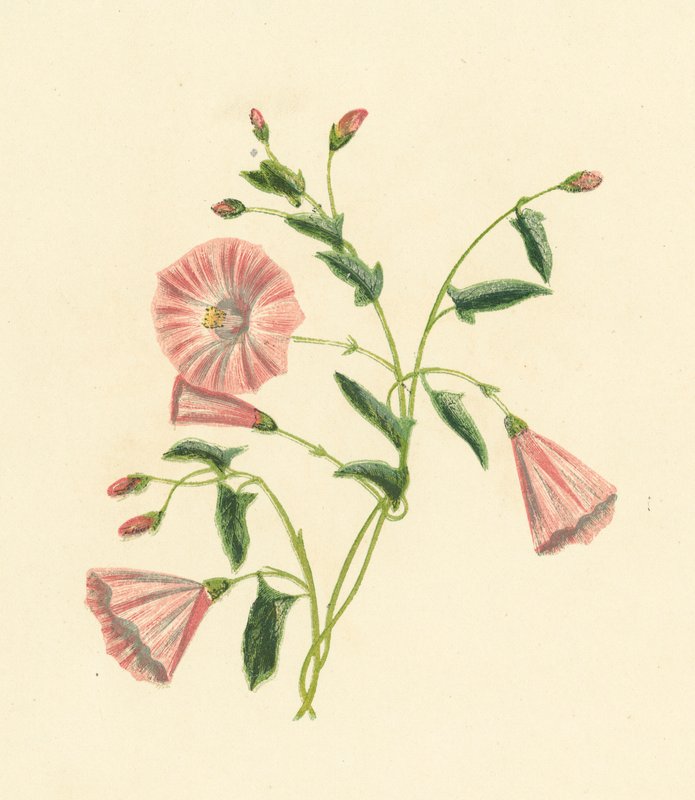 Markkonval, Convolvulus Arvensis (farvelitografi) af English School