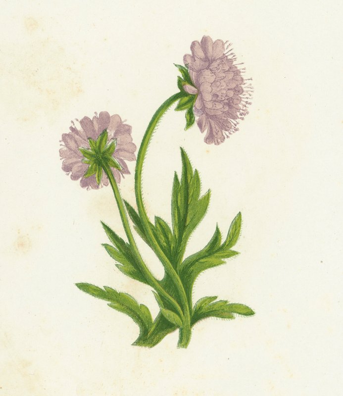 Knautia arvensis, Knautia arvensis af English School