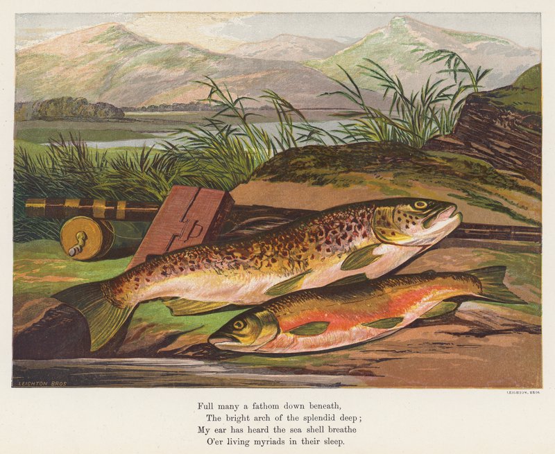 Fisk (farvelitografi) af English School