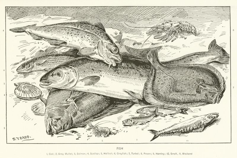 Fisk af English School
