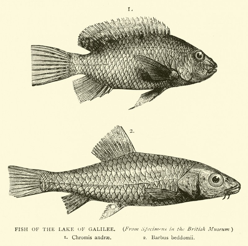 Fisk fra Galilæa-søen af English School
