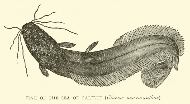 Fisk fra Genesaret Sø, Clarias macracanthus af English School