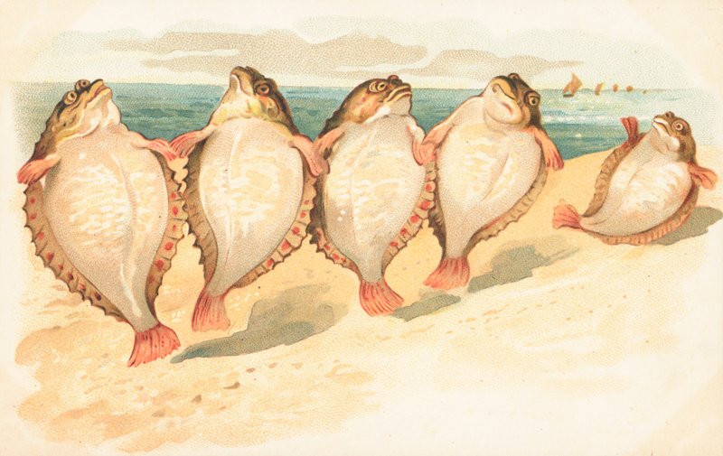 Fem fladfisk danser på en strand af English School