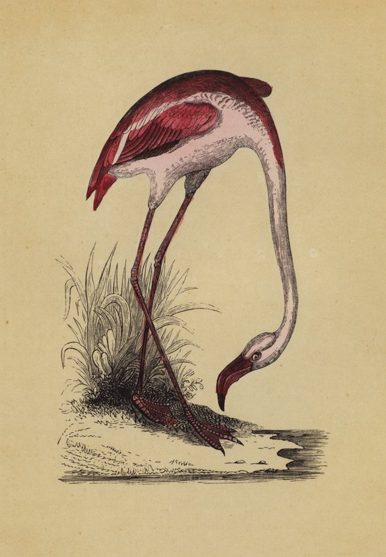 Flamingo (farve litho) af English School
