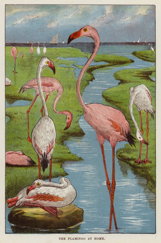 Flamingo (chromolit) af English School