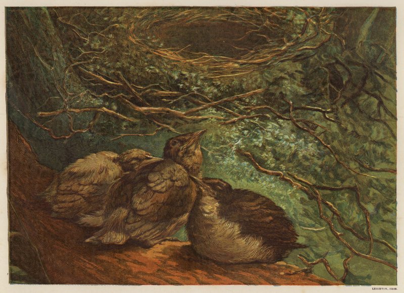 Nye fugleunger (farve litho) af English School